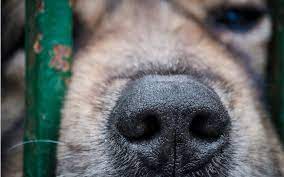11 Signs Of Animal Cruelty And How You Can Help Pets For Patriots