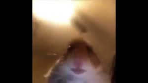 Hamster Looking At Camera 1 Hour Version Youtube