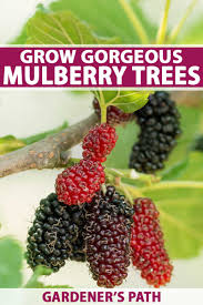 Maybe you would like to learn more about one of these? How To Grow Gorgeous Mulberry Trees Gardener S Path