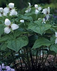 Native indiana flowers for shade. How To Grow Trilliums Finegardening