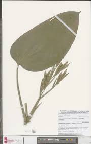 Image result for Marantochloa