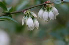 Blueberry merupakan tanaman buah perennial yang menghasilkan. Blueberry Bush Planting Instructions Lovetoknow