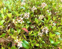 Image result for Hippocratea indica