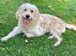 The price is $2,950 which piper (mom) is expected to produce medium sized f1b labradoodle pups. Pittsburgh Pa Goldendoodle Meet Vinnie A Pet For Adoption
