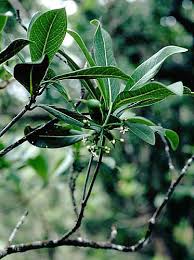 Image result for Psychotria articulata