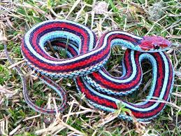 San Francisco Garter Snake Thamnophis Sirtalis Tetrataenia Snake Colorful Snakes Garden Snakes