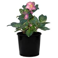 Full sun to part shade. Plant Finder