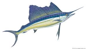 Image result for sailfish