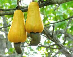 The fruits actually don't ripen on the tree. Everyday Foods That Don T Grow How You Might Think Album On Imgur