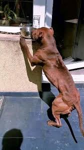 pin on american pit bull terrier