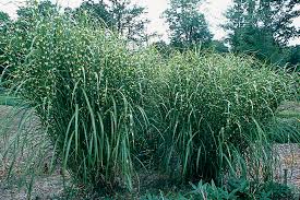 Image result for Miscanthus sinensis