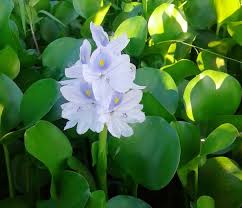 Image result for Pontederia crassipes