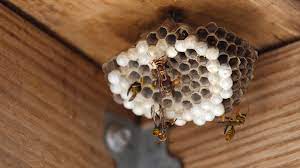 Ein wespennest im oder am haus kann störend sein. Wespennest Entfernen Was Hilft Gegen Die Lastigen Insekten Ndr De Ratgeber Garten