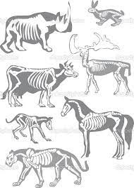 Animal Silhouette With Skeleton Inside Google Search Anatomia Animal Animales Imagenes