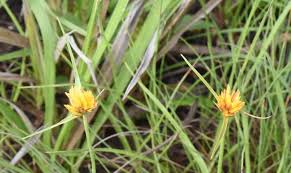 Image result for Cyperus obtusiflorus
