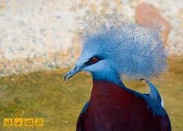 صور حمام نادرة باشكال جميلة وألوان مبهجة للروح موقع مصري Pigeon Pictures Animals Pictures