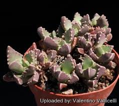 Image result for Walleria nutans