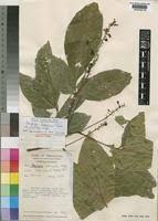 Image result for Allophylus ferrugineus