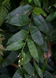 Image result for Olyra latifolia