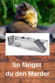 So Fangst Du Den Marder Marder Tiere Hund Kleine Tiere