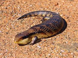 You can simply pull out weeds in your garden. Skink Wikipedia