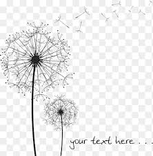 Please contact me with questions or if you need tips on how to use the brushes. Dandelion Art Common Dandelion Black And White Drawing Dandelion Angle White Png Pngegg