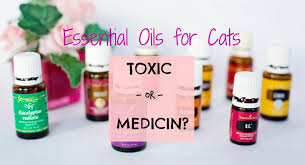 Toxicity can come from certain compounds in certain essential oils. Can I Use Essential Oils On My Cat Fluffy Kitty