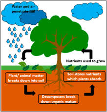 Animal and plant cell jeopardy. Biological Functions Of Trichoderma Spp For Agriculture Applications Sciencedirect