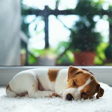 Maybe you would like to learn more about one of these? Swangs Carpet Cleaning Rug Cleaning Tile And Grout Cleaning