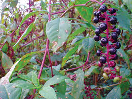 Maybe you would like to learn more about one of these? All About Pokeweed And How To Make Poke Salad Guest Columns Houstonherald Com