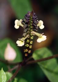 Image result for Thomandersiaceae