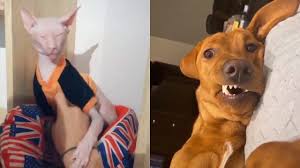 Funny Pet Tiktok Videos You Wanna Hotdog Cat Dog Compilation Memes Funny Animals Dog Clip Dogs