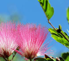 Image result for Calliandra tweedii