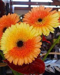 Pin On Blooms