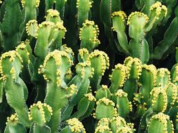 Nitrogen fertilizer (first number) is not good for cactus and succulents, as it creates weak and spindly growth, so avoid this when possible. This Chemical Is So Hot It Destroys Nerve Fibers In A Good Way Wired