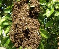 Unser garten ist teil des refugiums, das wir unser heim nennen. Bienenschwarm Verhindern Einfangen Einschlagen