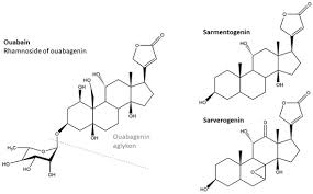 Image result for Strophanthus gardeniiflorus