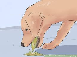 Check spelling or type a new query. Ibuprofen Dog Toxic Dose Mg Kg