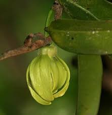 Image result for Artabotrys