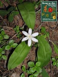 Image result for Liliaceae