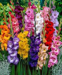 Large Flowered Gladioli Mix Flower Bulbs From Bakker Spalding Garden Company Bulb Flowers Gladiolus Flower Gladiolus