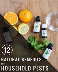 Here are some best and most important pest control home remedies which we can take if we are facing the issue of pest or insects attack. 12 Natural Remedies For Household Pests Hello Glow