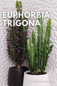 Image result for Euphorbia kilwana