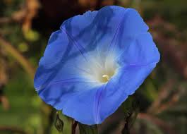 Image result for Ipomoea tricolor