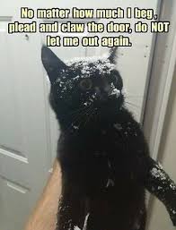 I am once again getting laughed at by a cat while i sit on another cats head. Funny Cat Meme Snow Cat Fridge Magnet 5 X 3 5 Ebay