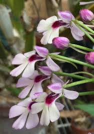 Image result for Cynorkis clarae