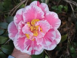 Camellia Japonica Varieties And Images Flower Painting Camellia Love Flowers