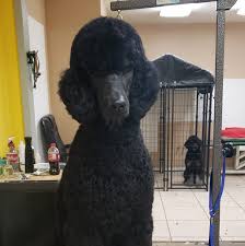 Red standard poodle puppies mississippi. Red Bluff Standard Poodles Home Facebook
