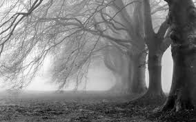 Black And White Scenery Wallpaper Black And White Photography Nature Wallpaper Hd Pictures 4 Purple Trees Creepy Backgrounds Black And White Wallpaper