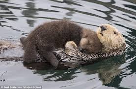 Adorable baby otter takes first bath Mother Otter Keeps Her Newborn Pup Dry As The Pair Swim Together In California Daily Mail Online